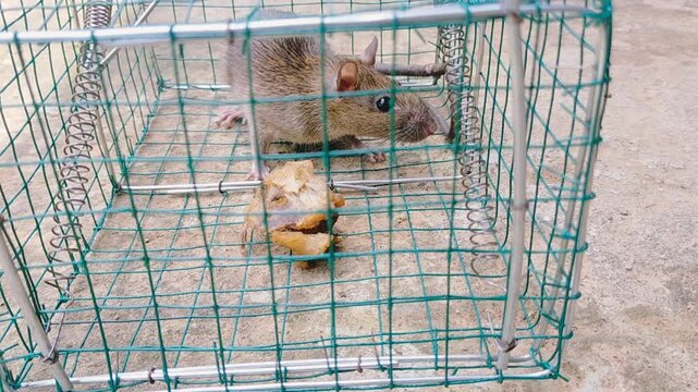 Mousetrap. Rats are trapped. The mouse fell into the trap.
