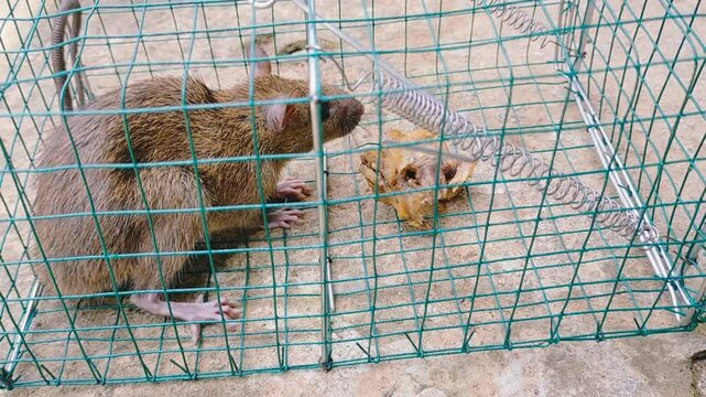 Mousetrap. Rats are trapped. The mouse fell into the trap.