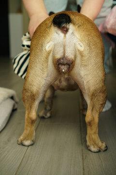 Dog Pyometra - pus discharge