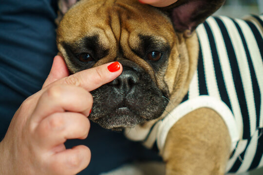 Waxing dog nose