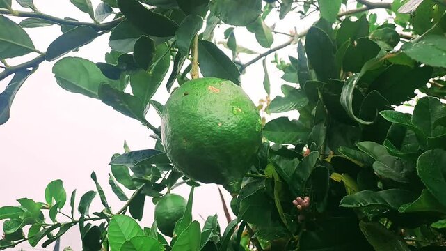 Citrus aurantifolia &ndash; Footage of a lime tree showcasing a green, textured lime hanging from a branch surrounded by glossy leaves