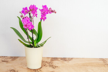 Pink orchid flower on wooden table with text space