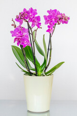 Purple orchid plant in a creamy flowerpot standing on a reflective surface