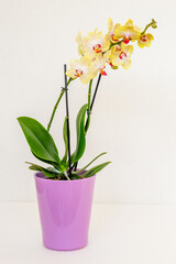 Yellow orchid flower in pink flowerpot isolated on white background