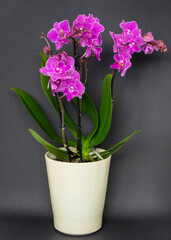 Purple orchid in a creamy flowerpot on a black background