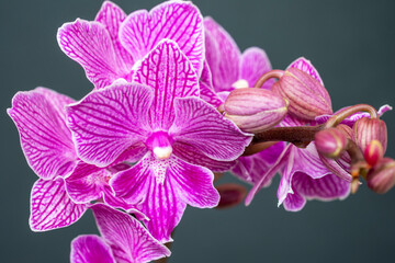 Obraz premium Branch of beautifully blooming pink orchid closeup