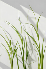 Minimalistic background, light green plant stems are smoothly arranged on a clean, light background, the stems are thin and graceful, which creates a feeling of lightness and freshness.