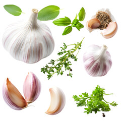 Garlic PNG cutout isolated on white and transparent background. 