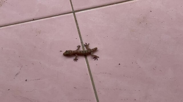 A common house gecko Hemidactylus frenatus without a tail resting on a pink tiled floor, showing natural autotomy behavior.