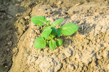 green healthy leaves of young potato plant. Organic Solanum line in phureja plant in the field. Potato fields. Phureja plant. Potato, young plant growing potatoes in the ground
