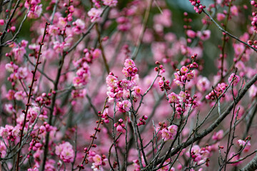 梅の花
