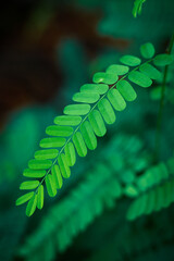 the delicate beauty of Abrus precatorius leaves, commonly known as daun saga