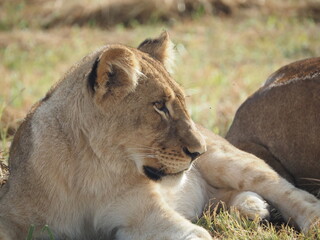 Fototapeta premium Close up of lion face - african safari - Hwange National Park in Zimbabwe