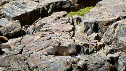 Milford Sound New Zealand Fur Seal sleeping on rocks