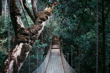 Film photo of a suspended wooden bridge in an Australian forest 