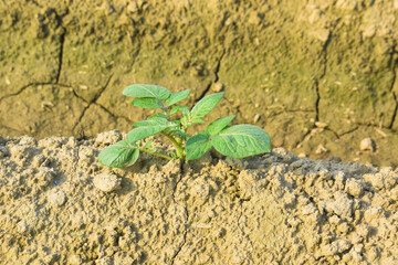 green healthy leaves of young potato plant. Organic Solanum line in phureja plant in the field. Potato fields. Phureja plant. Potato, young plant growing potatoes in the ground