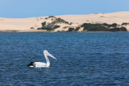 A pelican on the Coorong. South Australia.