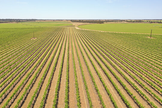 Lines of grape vines. Langhorne Creek