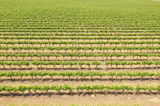 Lines of grape vines. Langhorne Creek
