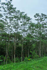 Fototapeta premium the serene beauty of a dense mountain forest