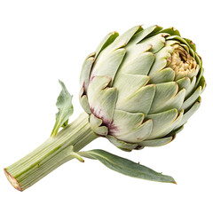 Artichoke Green White and Natural isolated on white background  
