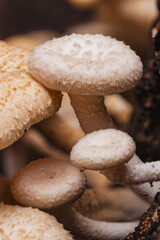 The natural beauty of mushrooms