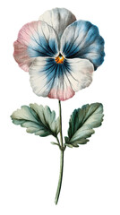 illustration of a pansy on a transparent background