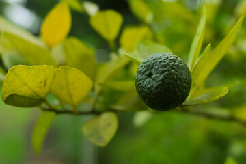 a fresh lime (Citrus aurantiifolia) hanging from its tree