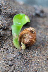 young Kaempferia galanga (kencur) sprout emerging from sandy soil
