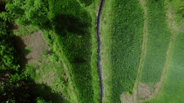 Aerial view on rice fileds in Amed, Bali. Beautifule view jungle and rice fields on ocean shore.
