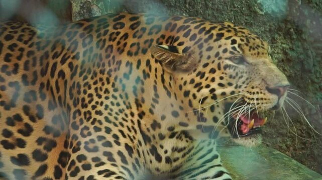 leopard or Panthera pardus at Arignar Anna Zoological Park also known as the Vandalur Zoo, a zoological garden located in Vandalur, Chennai. It is affiliated with the Central Zoo Authority of India.