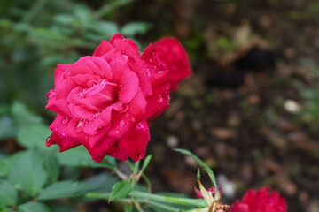 the beauty flower of rose