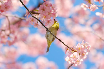 河津桜とメジロ　日本の春の風景