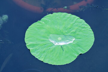 water drop and dragonfly on lotus leaf