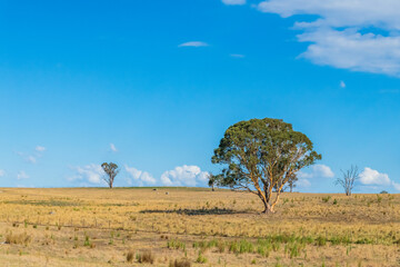 Late Summer Countryside in the Southern Tablelands