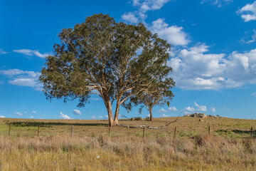 Late Summer Countryside in the Southern Tablelands
