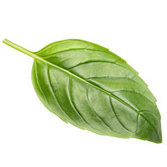 Obraz premium Closeup of a single basil leaf isolated on transparent background 