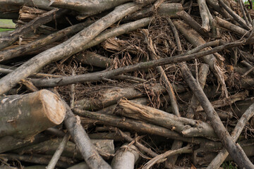 stacked pile of freshly cut logs from felled trees