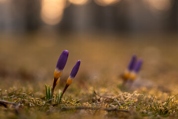 Krokusy, wiosenne tło kwiatowe, marzec 2025. © Elżbieta Kaps