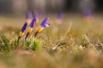 Krokusy, wiosenne tło kwiatowe, marzec 2025. © Elżbieta Kaps