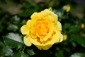 黄色いバラの花