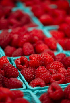 pints of freshly harvested raspberries 