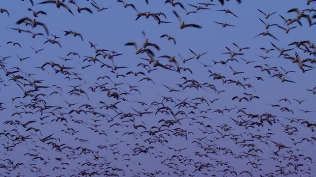 A Flock of Snow Geese Flying By Cottenwood Tree at Bosque Del Apache