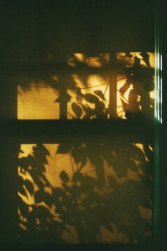 Summer Shadows