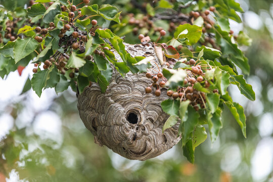 Bald faced hornet nest