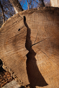 Close-Up of Tree Trunk Cross-Section