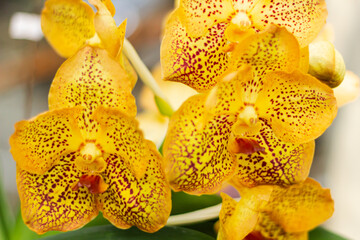 Pink orchid flower in garden