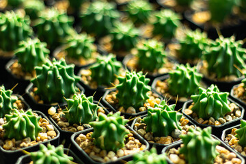 Little cactus plant in flowerpot