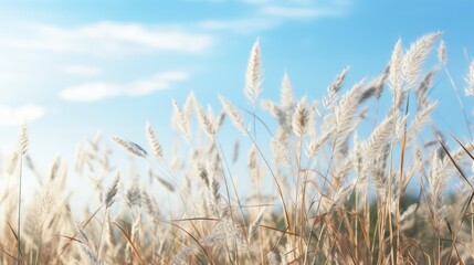 Fototapeta premium sways grass plant