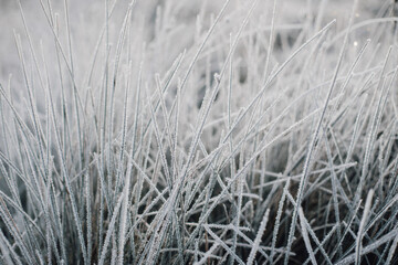 Close-up of Frozen Icy Grass